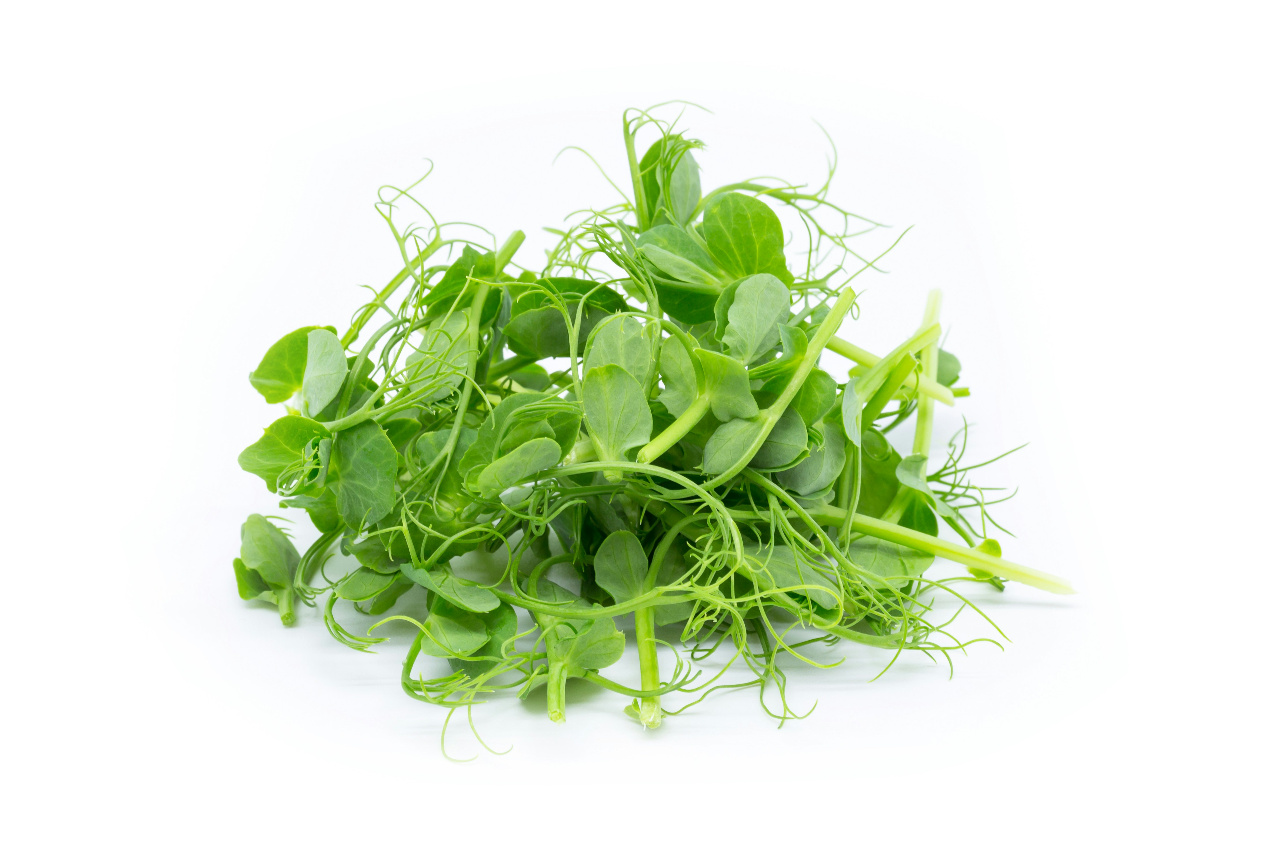 pea plant on a white background