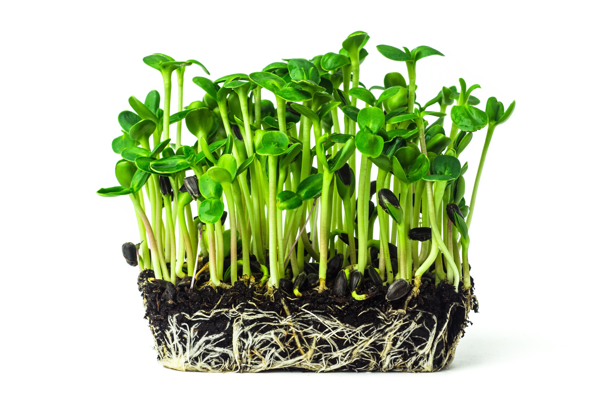 A group of green microgreens